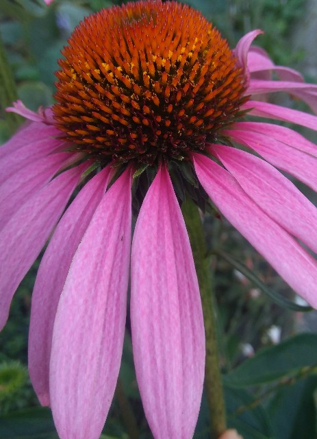 f:id:koichobi:20220817054637j:image