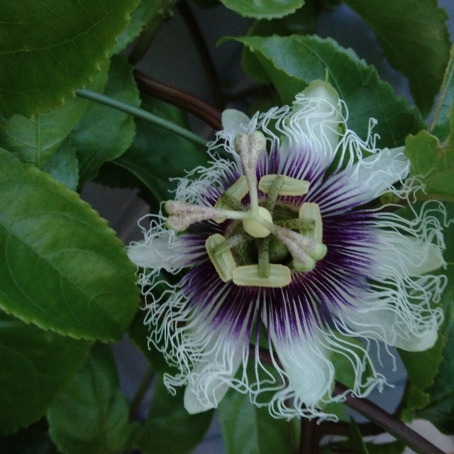 f:id:koichobi:20221006080909j:image