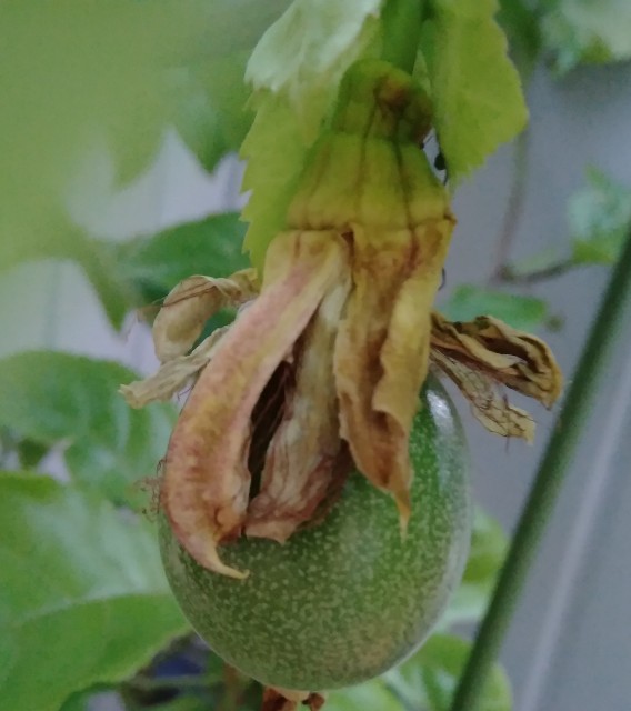 f:id:koichobi:20221006080935j:image