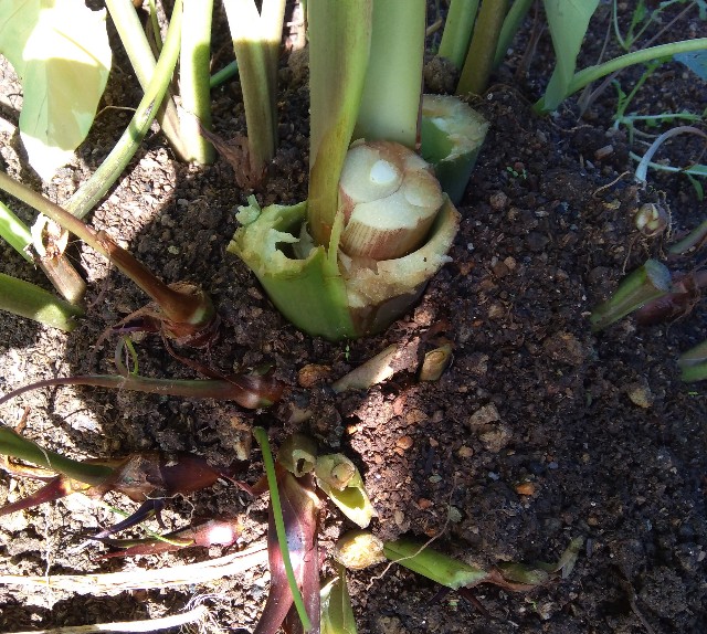 f:id:koichobi:20221010211630j:image