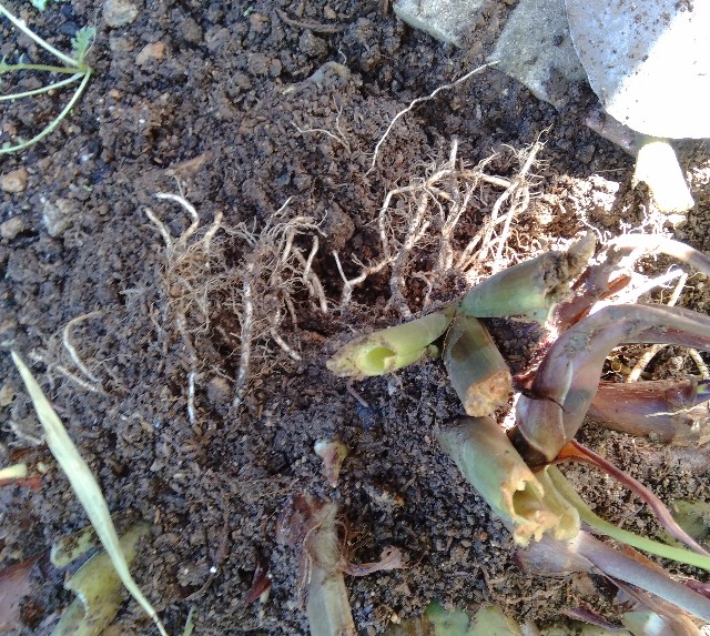 f:id:koichobi:20221010211708j:image