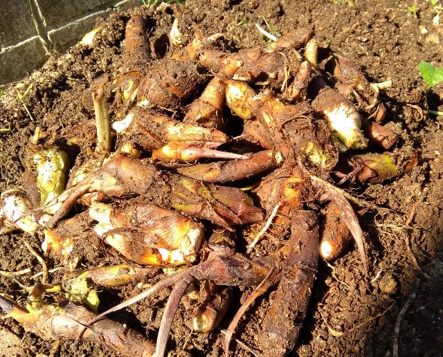 f:id:koichobi:20221010211930j:image