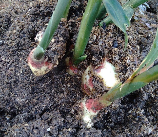 f:id:koichobi:20221010212517j:image