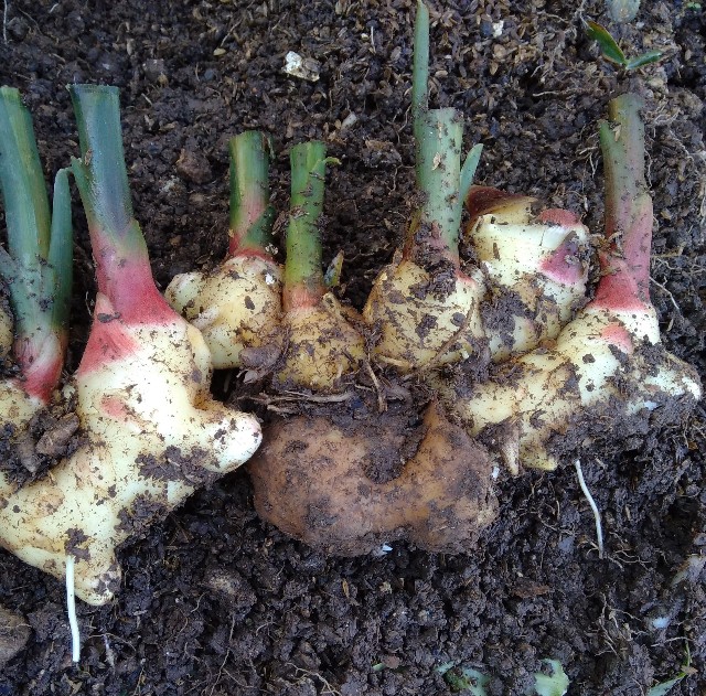 f:id:koichobi:20221010212705j:image