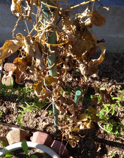 f:id:koichobi:20221107185026j:image