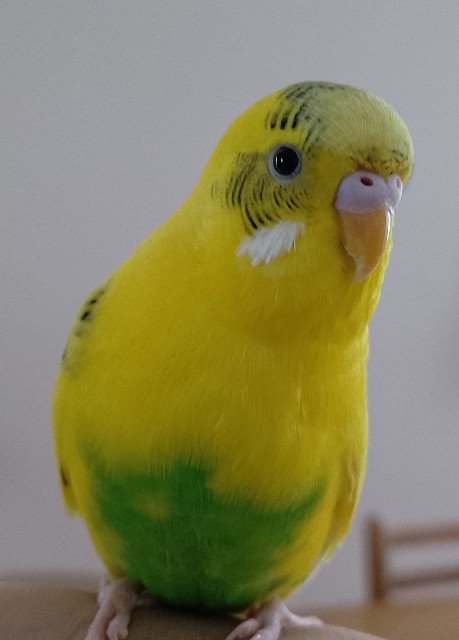 f:id:koichobi:20221123064334j:image f:id:koichobi:20221123064334j:image