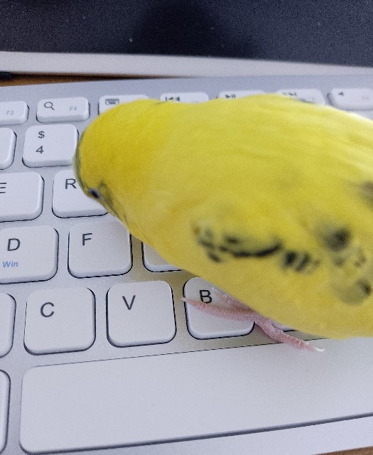 f:id:koichobi:20230112151317j:image