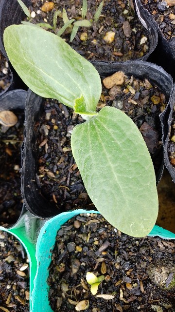 f:id:koichobi:20230410191944j:image