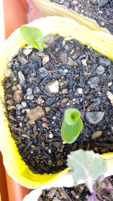 f:id:koichobi:20230410191958j:image