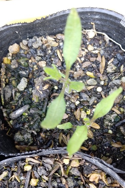 f:id:koichobi:20230410192025j:image