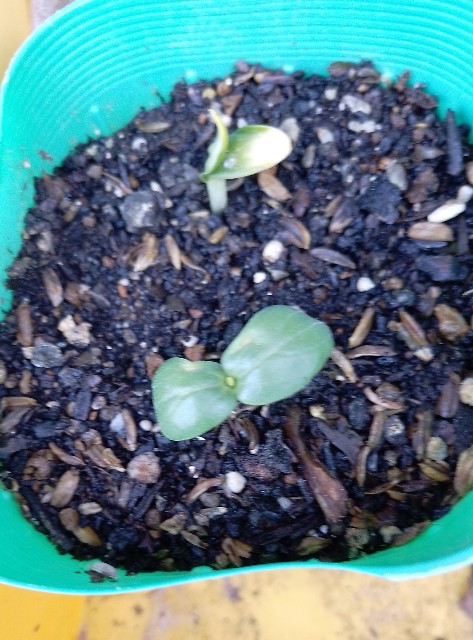 f:id:koichobi:20230410192035j:image