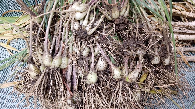 f:id:koichobi:20230619105459j:image f:id:koichobi:20230619105459j:image