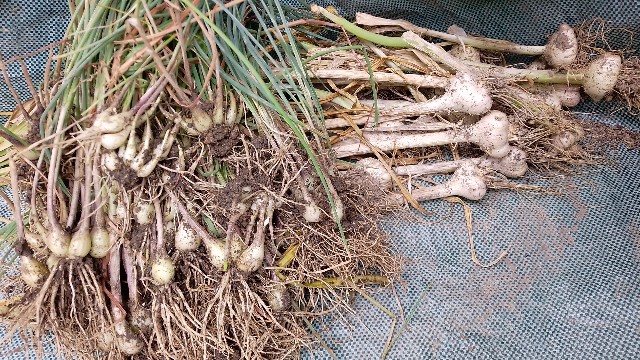 f:id:koichobi:20230619115521j:image f:id:koichobi:20230619115521j:image