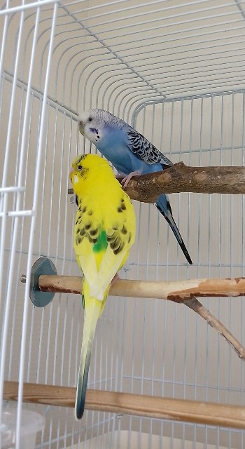 f:id:koichobi:20230621183736j:image f:id:koichobi:20230621183736j:image