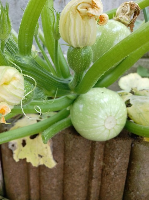 f:id:koichobi:20230626154924j:image