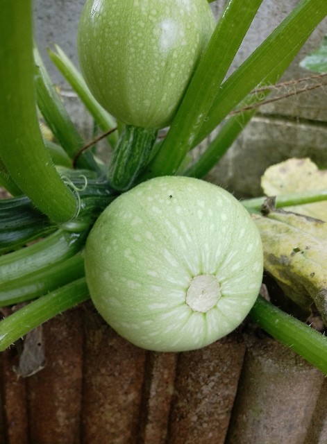 f:id:koichobi:20230626163031j:image