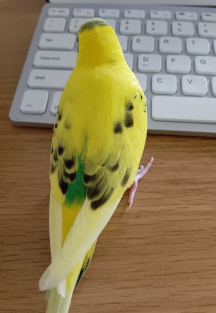 f:id:koichobi:20230626163731j:image