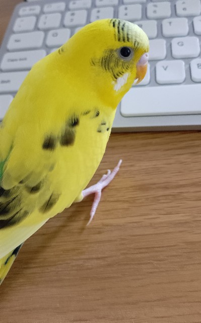 f:id:koichobi:20230626163739j:image