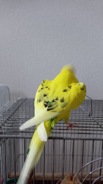 f:id:koichobi:20230731053458j:image f:id:koichobi:20230731053458j:image