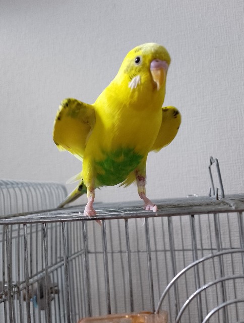 f:id:koichobi:20230731053827j:image f:id:koichobi:20230731053827j:image