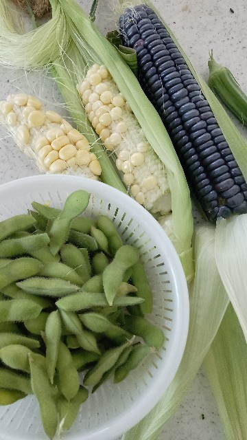 f:id:koichobi:20230819205703j:image f:id:koichobi:20230819205703j:image