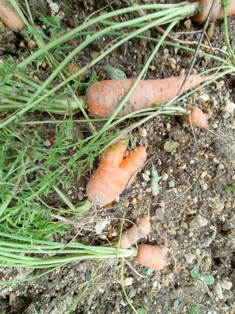 f:id:koichobi:20230819205729j:image f:id:koichobi:20230819205729j:image