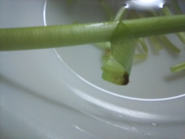 f:id:koichobi:20230903103417j:image