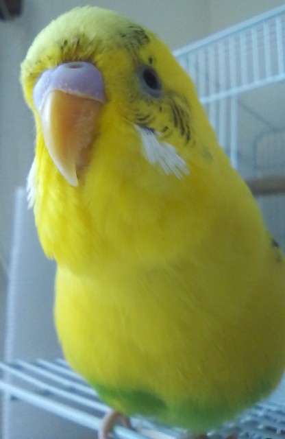 f:id:koichobi:20231019154237j:image f:id:koichobi:20231019154237j:image