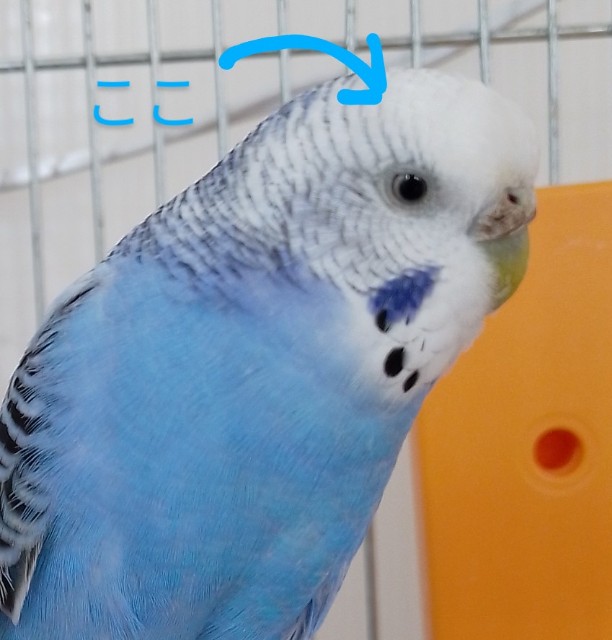 f:id:koichobi:20231219103556j:image