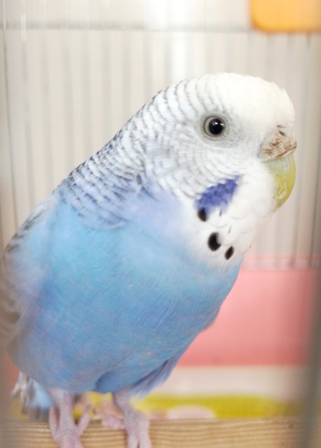 f:id:koichobi:20231219103618j:image