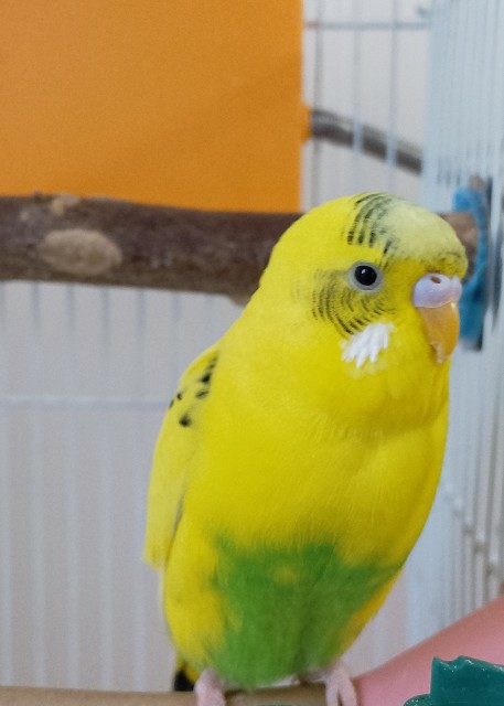 f:id:koichobi:20231231111543j:image