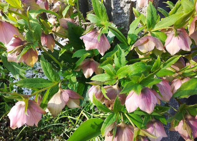 f:id:koichobi:20240331135355j:image