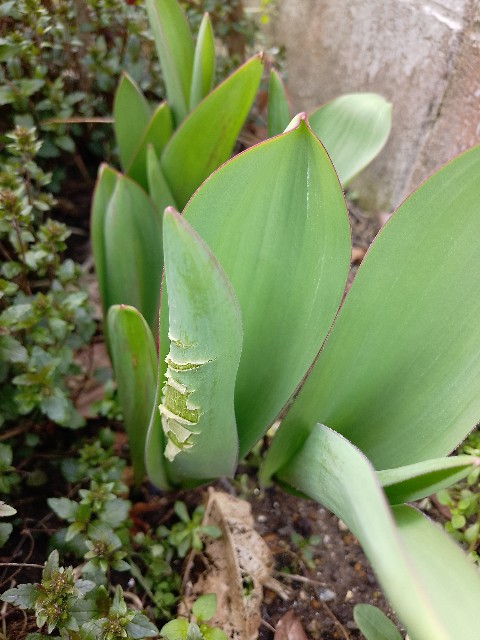 f:id:koichobi:20240331135438j:image