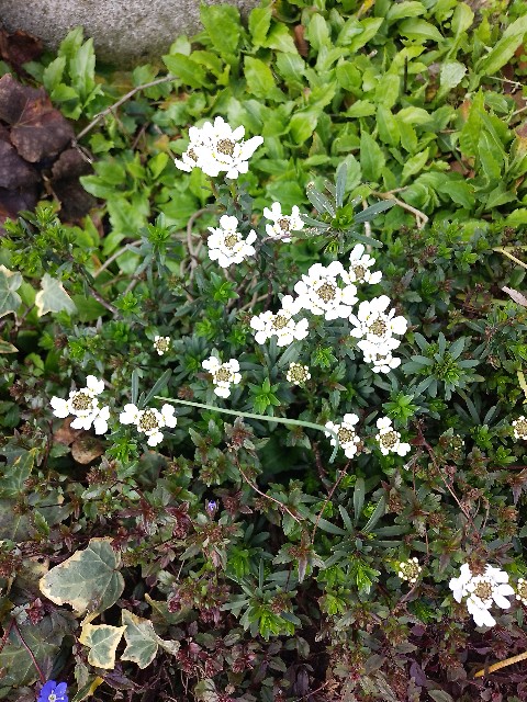 f:id:koichobi:20240331135444j:image