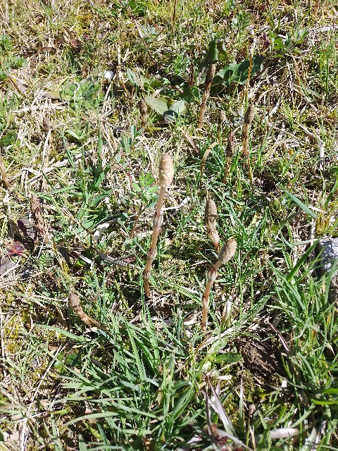 f:id:koichobi:20240331135832j:image