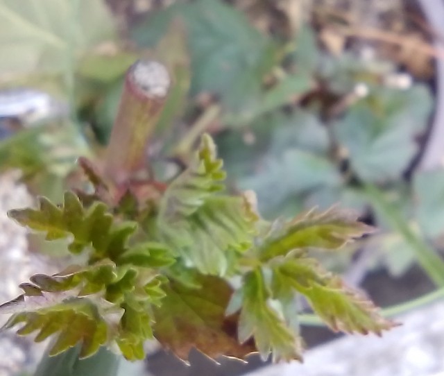 f:id:koichobi:20240331202734j:image