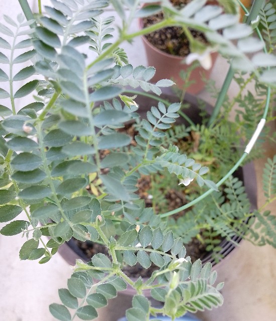 f:id:koichobi:20240622213529j:image f:id:koichobi:20240622213529j:image