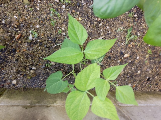 f:id:koichobi:20240623061000j:image f:id:koichobi:20240623061000j:image