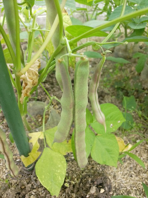 f:id:koichobi:20240623061107j:image f:id:koichobi:20240623061107j:image