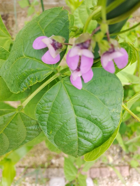 f:id:koichobi:20240623061202j:image f:id:koichobi:20240623061202j:image