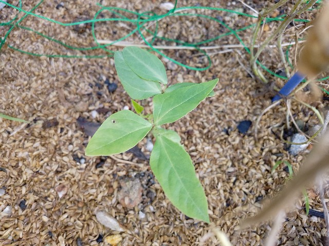 f:id:koichobi:20240623121217j:image f:id:koichobi:20240623121217j:image