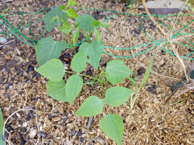 f:id:koichobi:20240623121243j:image f:id:koichobi:20240623121243j:image