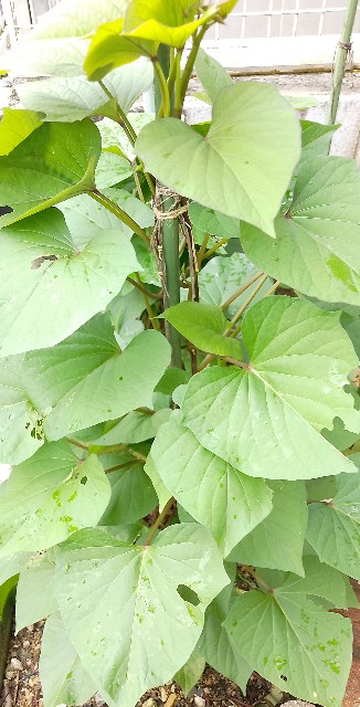 f:id:koichobi:20240714063240j:image f:id:koichobi:20240714063240j:image