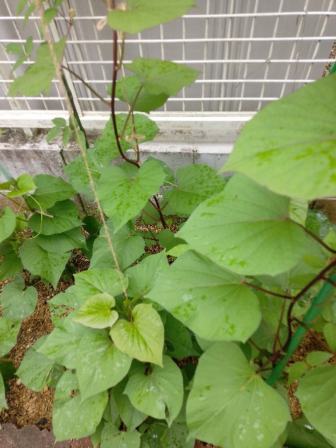 f:id:koichobi:20240714063334j:image f:id:koichobi:20240714063334j:image