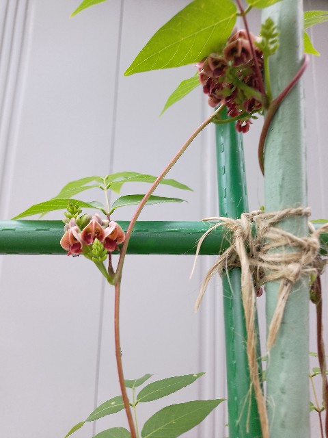 f:id:koichobi:20240714063407j:image f:id:koichobi:20240714063407j:image