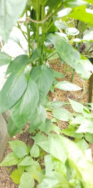 f:id:koichobi:20240714063503j:image f:id:koichobi:20240714063503j:image