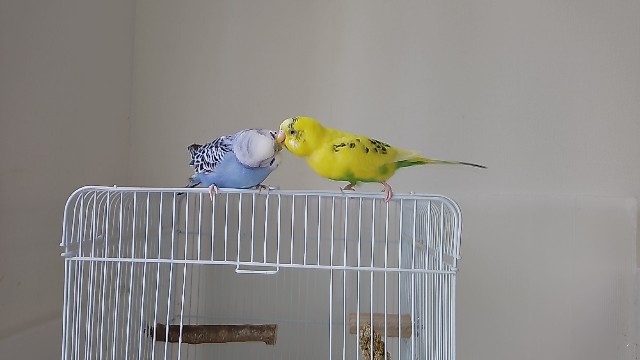 f:id:koichobi:20240830102547j:image