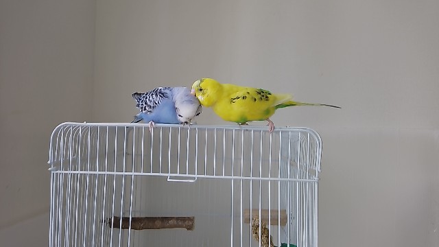 f:id:koichobi:20240830102553j:image