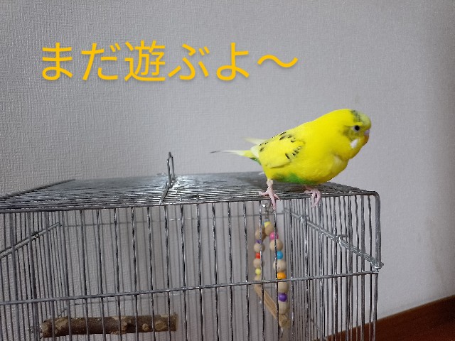 f:id:koichobi:20240906135911j:image f:id:koichobi:20240906135911j:image
