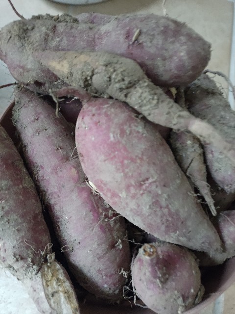 f:id:koichobi:20241008184753j:image f:id:koichobi:20241008184753j:image